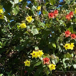 Meet your Posher, Dena